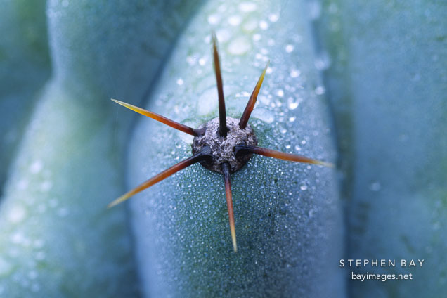 Unidentified cactus.