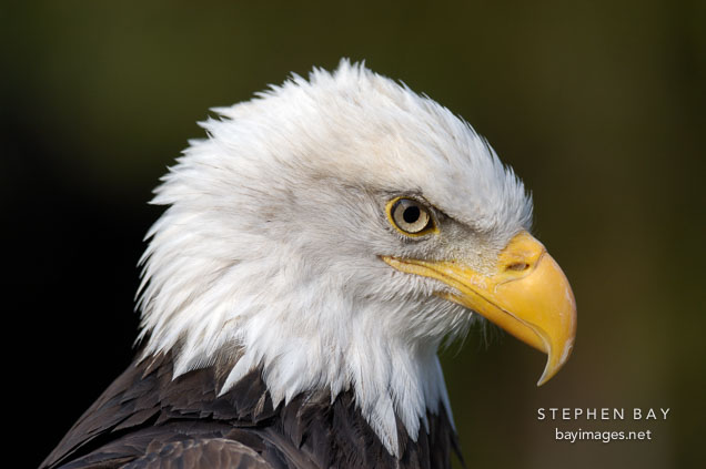 Bald eagle, Haliaeetus leucocephalus.
