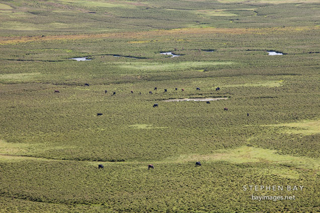 Phobjikha Valley is covered in dwarf bamboo, sedge meadows, and streams.