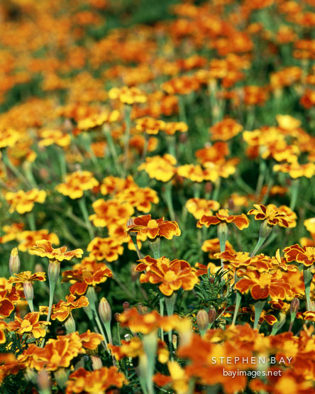 Field of marigolds. Tagetes patula nana. Harlequin marigold.