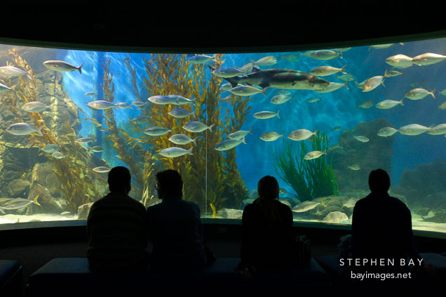 Melbourne aquarium. Melbourne, Australia.