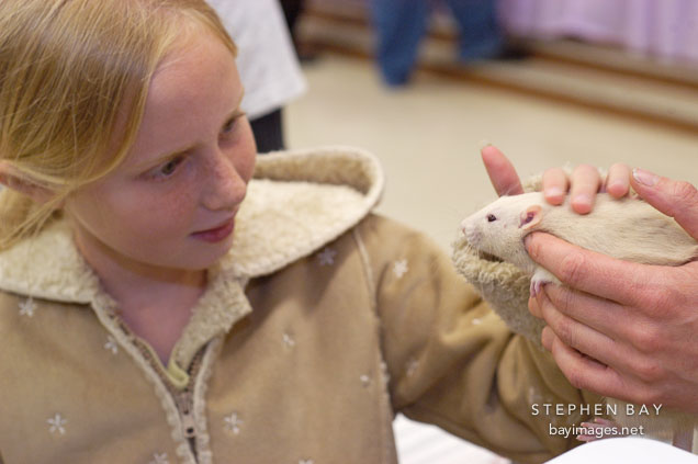 A young girl pets a rat. The Wonderful World of Rats, San Mateo, California, USA.