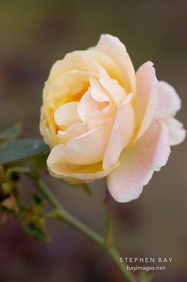 Magic Lantern (Sport of Gold Medal). Rose, Rosa.