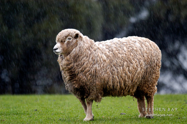 Sheep standing in the rain. Churchill Island, Australia.