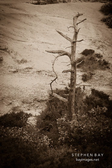Withered tree. Torrey Pines State Reserve. San Diego, California.