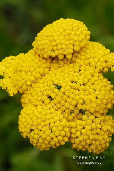 Achillea filipendula.
