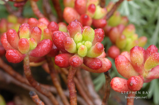 Sedum rubrotinctum.