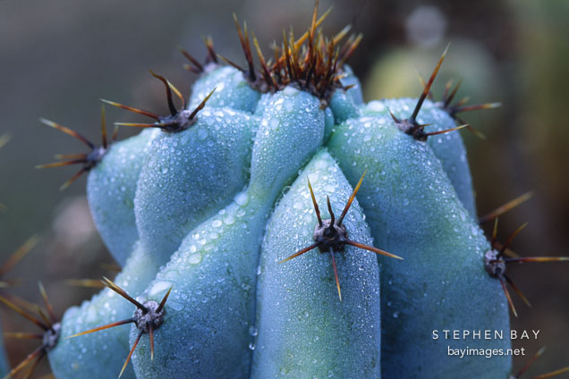Unidentified cactus.