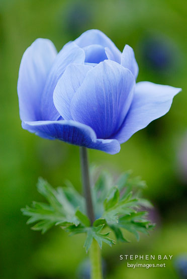 Anemone