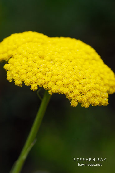 Achillea filipendula.