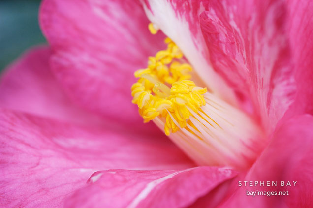 Camellia. 'Coral delight'.