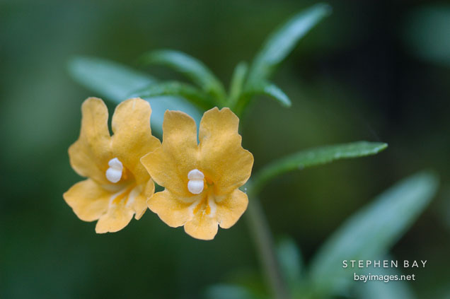 Bush Monkeyflower 'Sticky Monkeyflower', Mimulus aurantiacus. Foothills park, Palo Alto, California.
