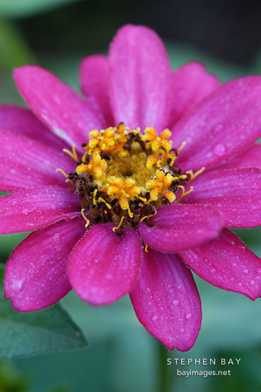 Zinnia elegans, 'Profusion Cherry'.