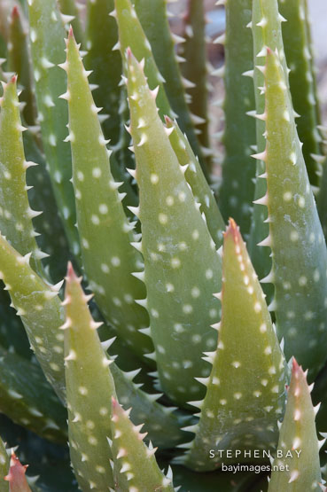 Aloe brevifolia.