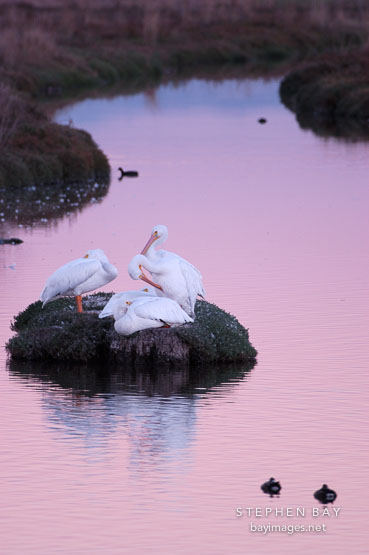 American white pelicans resting on a rock. Palo Alto Baylands Nature Preserve, California.