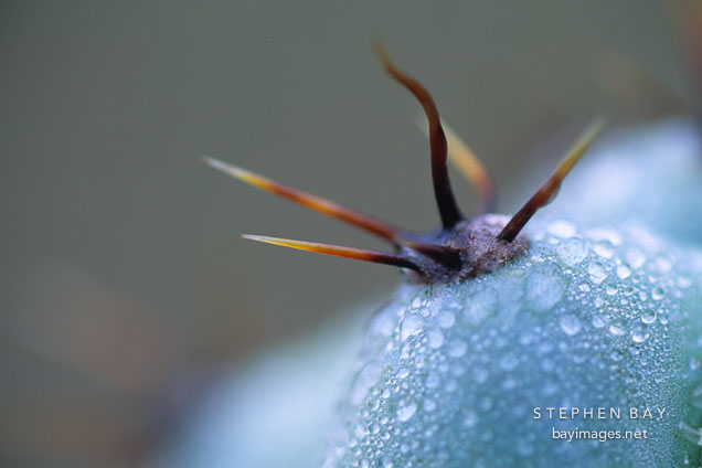 Cactus areola.