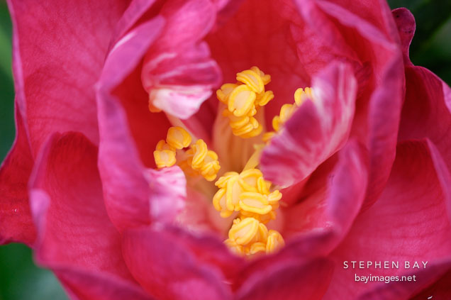 Camellia. 'Coral delight'.