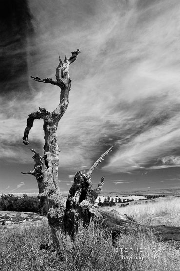Dead tree at Arastradero Preserve. Palo Alto, California, USA.
