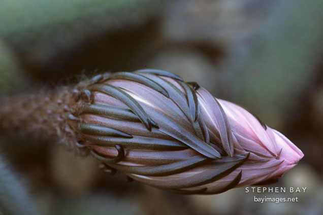 Flowering cactus.