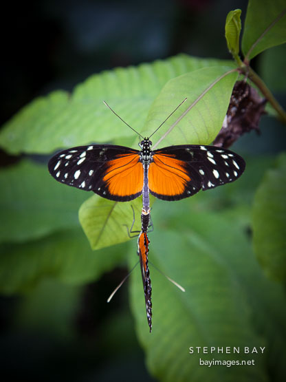 Mating tiger longwing butterflies.