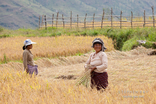 Women harvesting rice in Sopsokha, Bhutan.