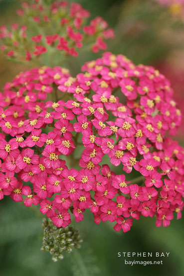 Achillea filipendulina. Garden hybrids