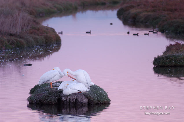 American white pelicans at twilight. Palo Alto Baylands Nature Preserve, California.