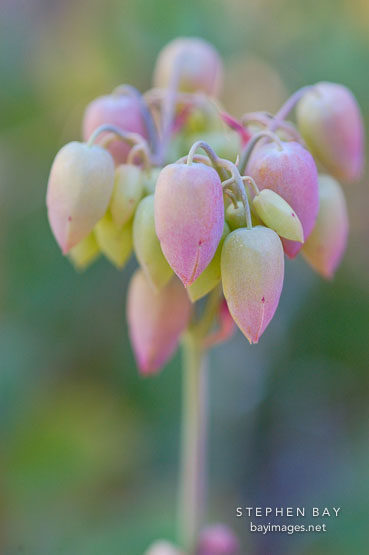 Kalanchoe fedtschenkoi.