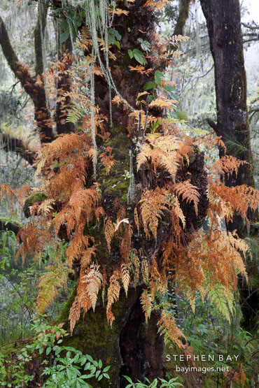 Tree with epiphytes on the trail to the Tiger's Nest. Paro valley, Bhutan.