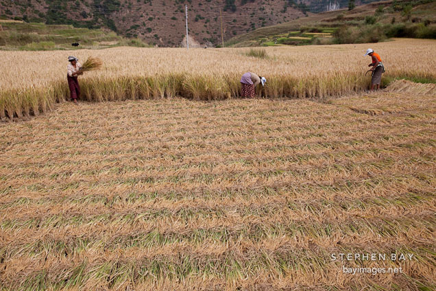 Women cutting sheaves of rice with sickles. Sopsokha, Bhutan.