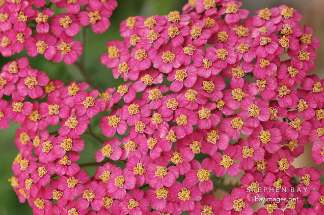 Achillea filipendulina. Garden hybrids
