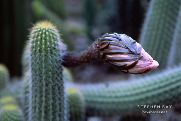 Flowering cactus.