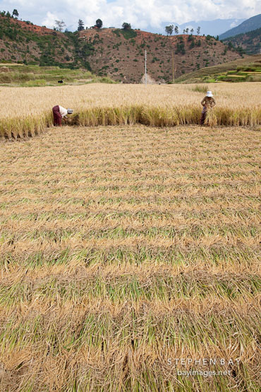 Sheaves of rice cut and laid flat for harvesting. Sopsokha, Bhutan.