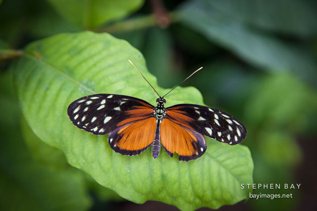 Tiger longwing resting on leaf.