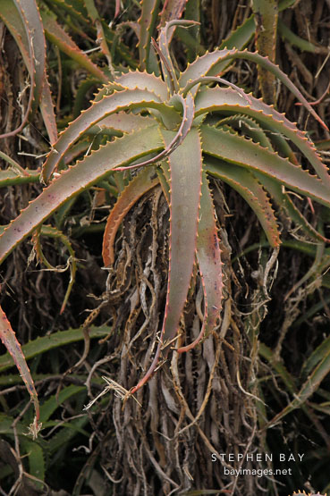 Aloe. Palisades park, Santa Monica, California, USA.