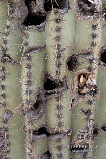 Scarring on cactus.