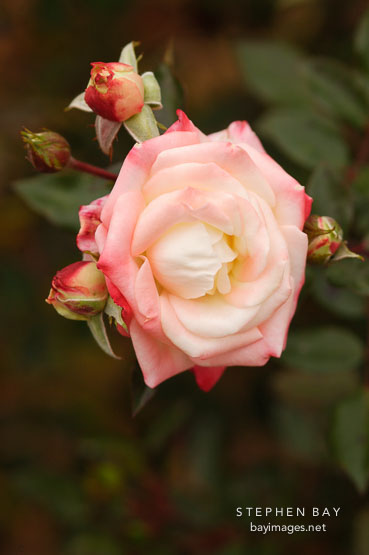Minature Rose 'X-rated'