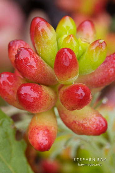 Sedum rubrotinctum.