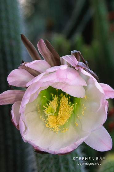 Flowering cactus.