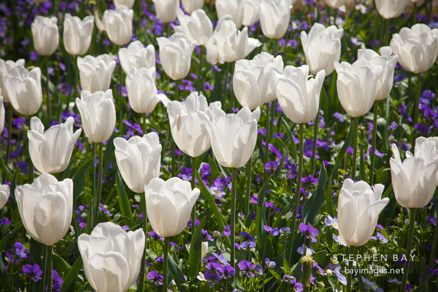 White tulips at Filoli Gardens.