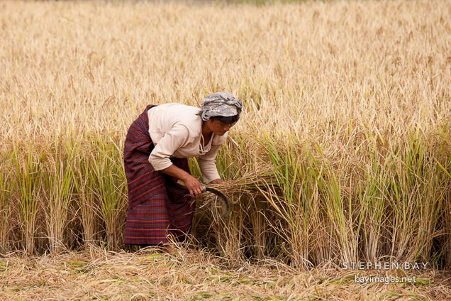 Women cutting a sheaf of rice. Sopsokha, Bhutan.