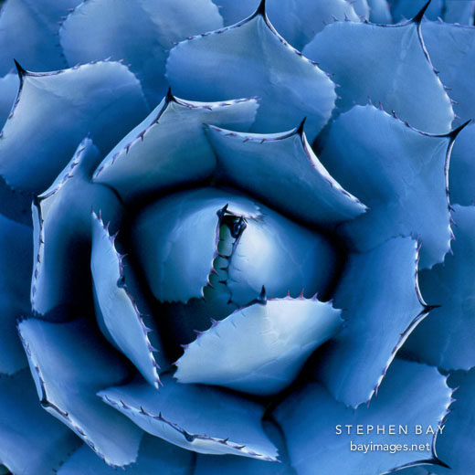Agave parryi. Mescal agave.
