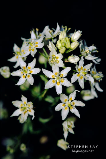 Common star lily. Zigadenus fremontii. Foothills park, Palo Alto, Californa, USA.