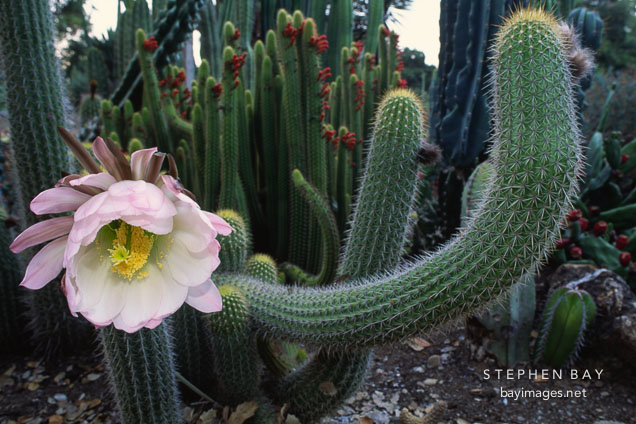 Flowering cactus.
