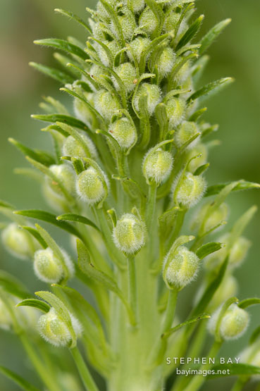 Pacific giant delphinium.