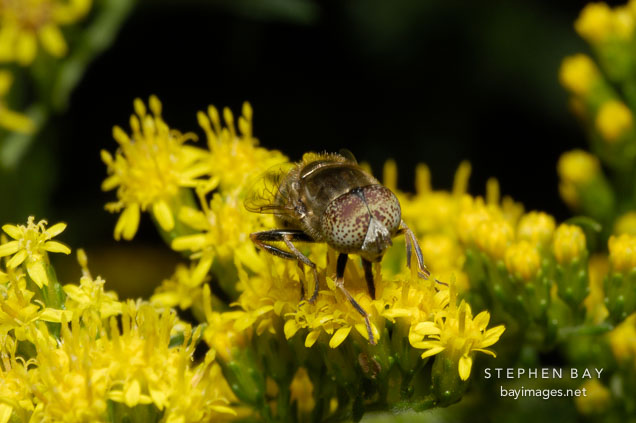 Unidentified insect