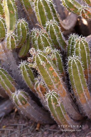 Euphorbia officinarum.