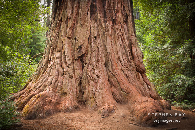 Father of the forest redwood tree. Big Basin Redwoods State Park, California.