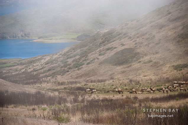 Tule elk herd at Tomales Point. Point Reyes National Seashore, California.
