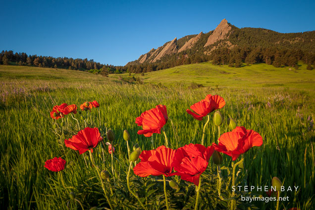 Poppies in Chautauqua Park. Boulder, Colorado.